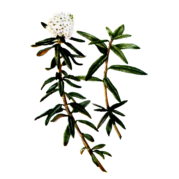 Huile essentielle Ledon du Groenland bio (Ledum groenlandicum)