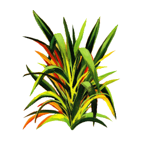 Huile essentielle Lemongrass bio (Cymbopogon flexosus)