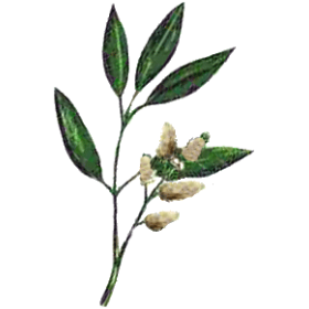 Huile essentielle Litsee Citronnée Bio (Litsea cubeba Persoon)