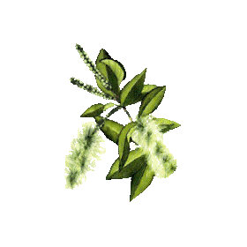 Huile essentielle Niaouli bio (Melaleuca viridiflora Solander)