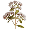 Huile essentielle Origan Vert bio (Origanum vulgare)