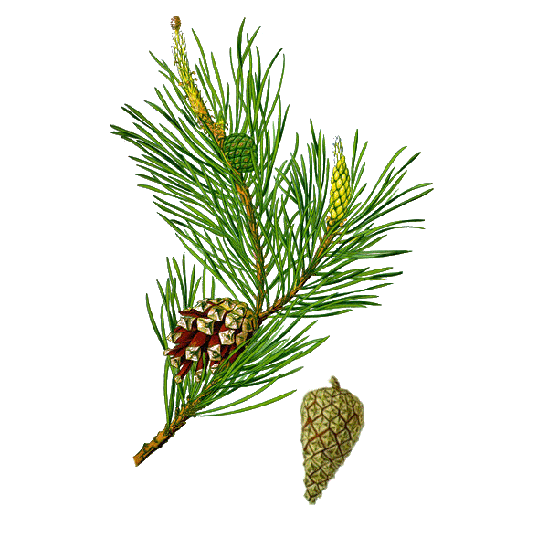 Huile essentielle Pin Sylvestre bio (Pinus sylvestris)