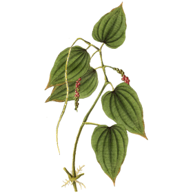 Huile essentielle Poivre Noir bio (Piper nigrum)