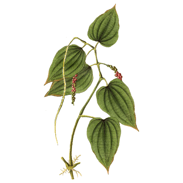 Huile essentielle Poivre Noir bio (Piper nigrum)