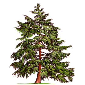 Huile essentielle Pruche bio (Tsuga canadensis)