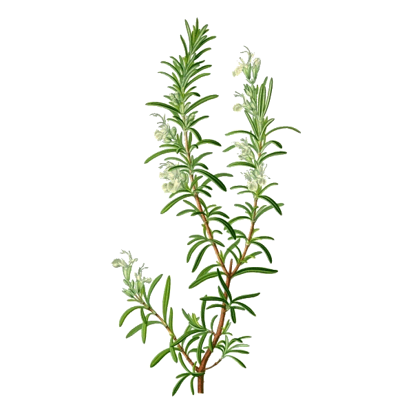 Huile essentielle Romarin à camphre bio (Rosmarinus officinalis)