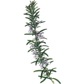 Huile essentielle Romarin à verbénone bio (Rosmarinus officinalis)