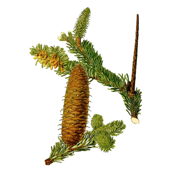 Huile essentielle Sapin Baumier bio (Abies balsamea)