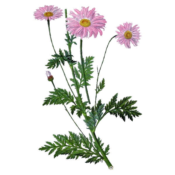 Huile essentielle Tanaisie Annuelle bio (Camomille bleue)