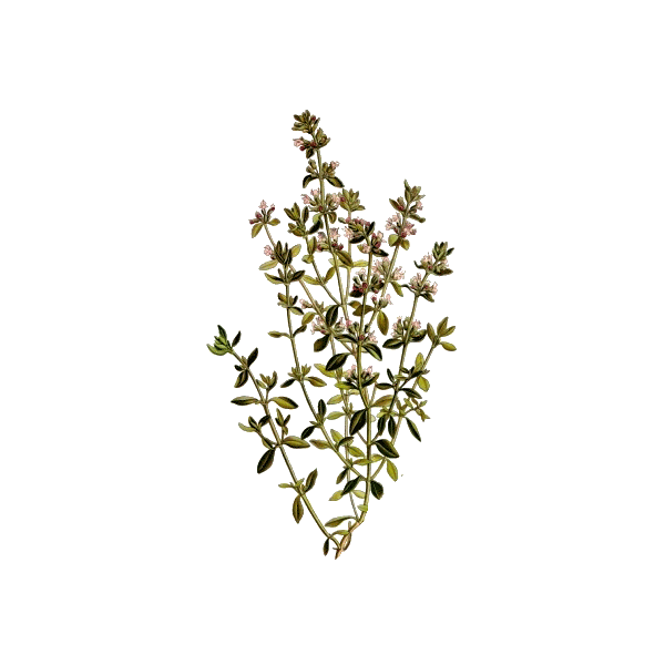 Huile essentielle Thym à Paracymène bio (Thymus vulgaris paracymeniferum)