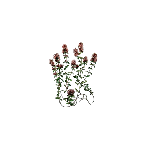 Huile essentielle Thym Thymol Bio (Thymus vulgaris)