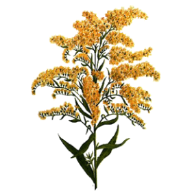 Huile essentielle Verge d'Or Solidage bio (Solidago canadensis)