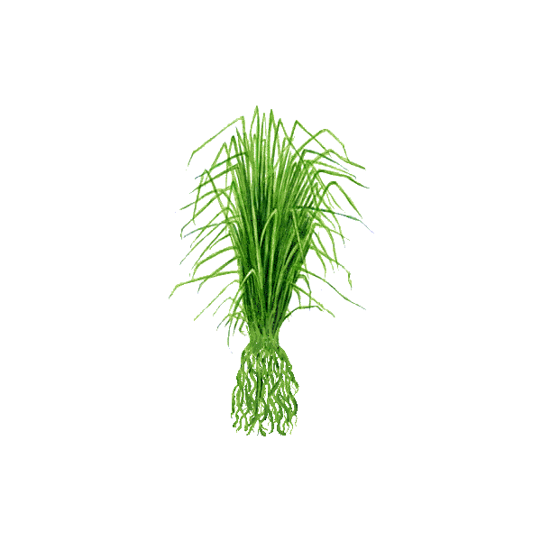 Huile essentielle Vétiver Bio (Vetiveria zizanioides)