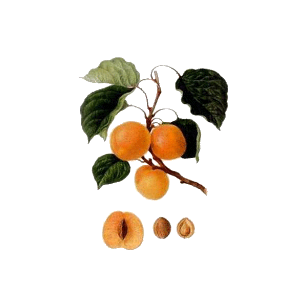 Huile végétale de noyaux d'Abricot Vierge Bio