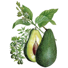 Huile végétale Vierge d'Avocat Bio*