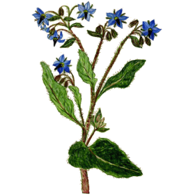 Huile végétale Bourrache Vierge Bio*