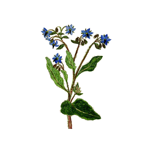 Huile végétale Bourrache Vierge Bio*