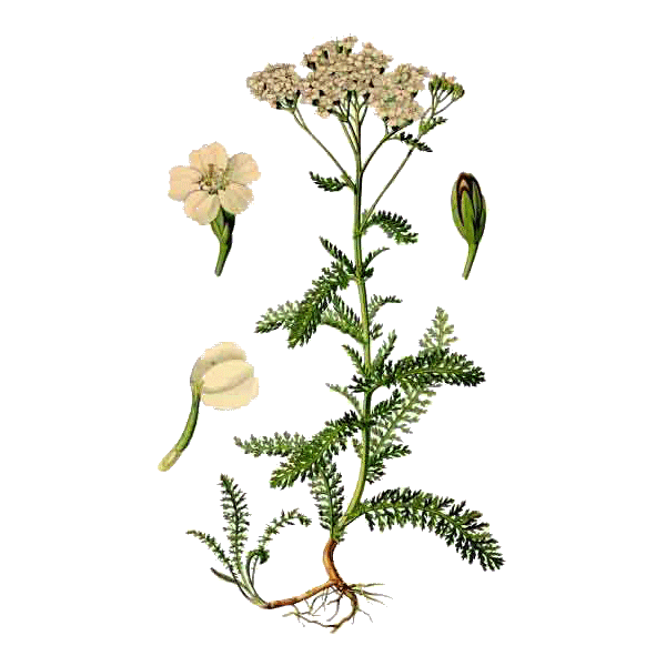 Hydrolat Achillée Millefeuillle Bio*