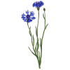 Hydrolat de fleurs de Bleuet bio*