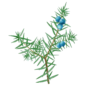 Hydrolat de Genévrier Bio - ABC de la Nature : Hydrolats Biologiques