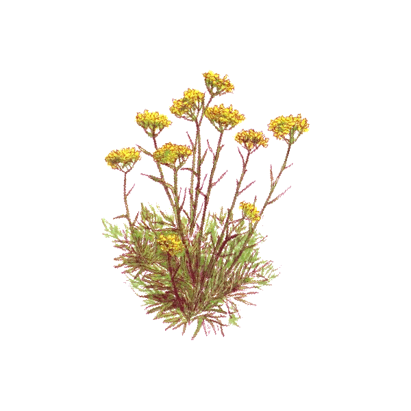 Hydrolat Helichryse Italienne Bio (Immortelle)