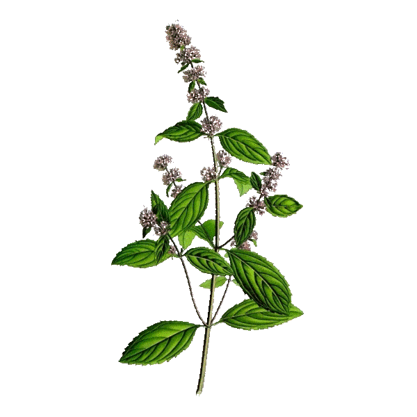 Hydrolat de Menthe poivrée Bio (Mentha piperita)