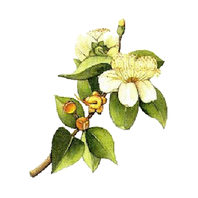 Hydrolat de Myrte Verte Bio