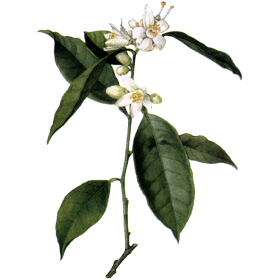 Hydrolat de fleurs d'Oranger Bio