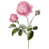 Hydrolat de Rose de Damas Bio