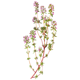 Hydrolat de Thym à Thujanol Bio