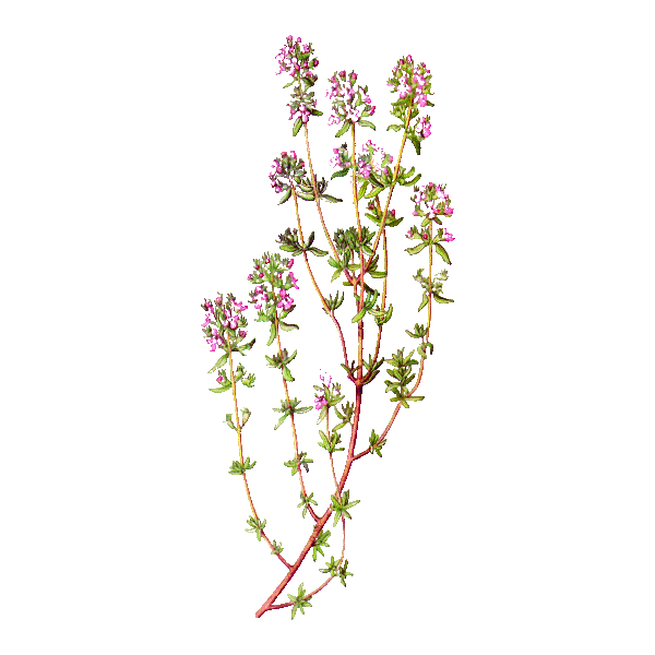 Hydrolat de Thym à Thujanol Bio