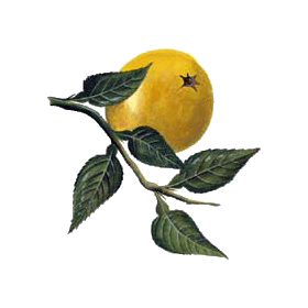 Mycoses HEG mélange huiles essentielles bio et pamplemousse