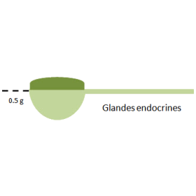 Glandes-Endocrines mélange en poudre Régénération