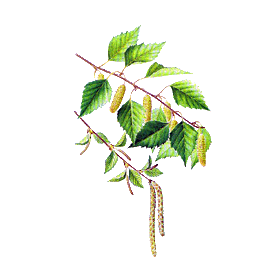 Huile végétale Arnica Bouleau macérat Bio*