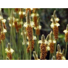 Psyllium blond bio en gélules (Plantago ovata)