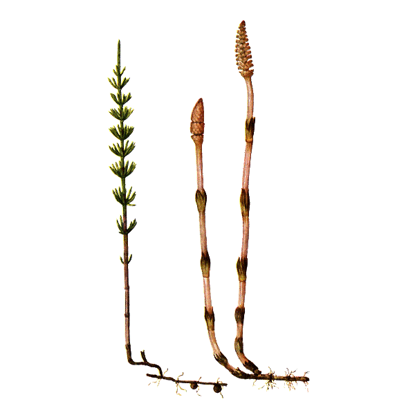 Prêle bio en gélules reminéralisant (Equisetum arvense)
