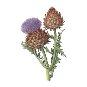 Artichaut bio en gélules pour le foie (Cynara scolymus)