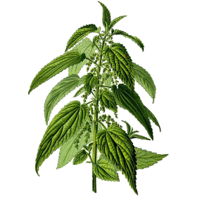 Ortie Piquante racine Bio en gélules (Urtica dioïca)