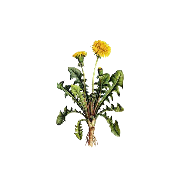 Pissenlit Bio en gélules (Taraxacum dens leonis)