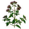 Huile essentielle Origan Compact bio (Origanum compactum)