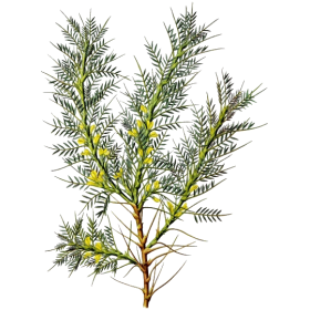 Astragale Bio en gélules (Astragalus membranaceus)