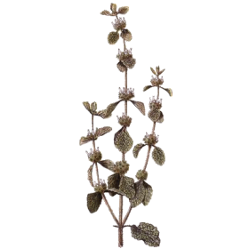 Ballote bio en gélules (Ballota nigra)