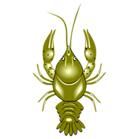 Chitosan Poudre de carapaces 100% origine naturelle