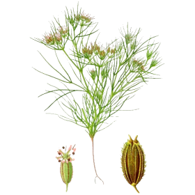 Huile essentielle de Cumin (Cuminum cyminum)