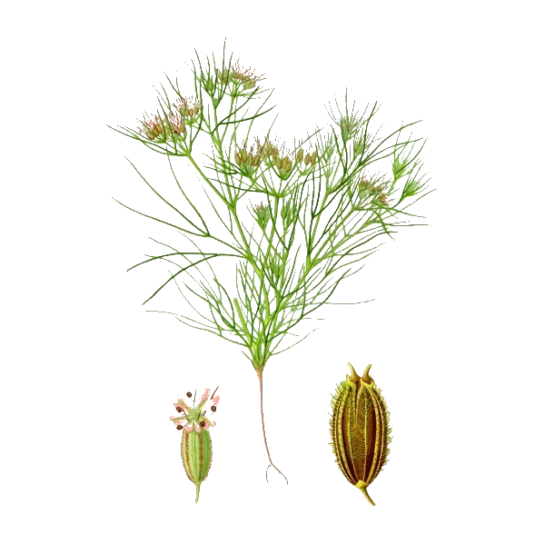 Huile essentielle de Cumin (Cuminum cyminum)