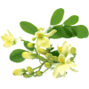 Moringa Bio en gélules - Défenses immunitaires