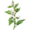 Hochet de Guimauve pour bébés et enfants (Althaea officinalis)