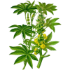 Huile végétale vierge de Ricin Bio*