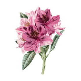 Huile essentielle Rhododendron sauvage bio (Rhododendron anthopogon)