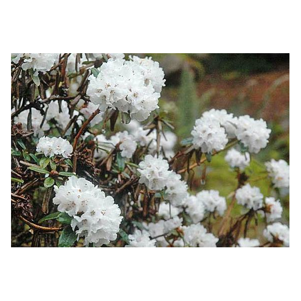 Rhododendron bio (Rhododendron anthopogon)